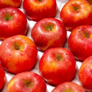 [더조은푸드] 알뜰 흠집 부사 꿀사과 2kg (옵션선택)