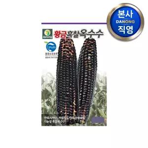 황금 흑찰옥수수 씨앗 70립 . 검은 검정색 옥수수 채소 구황작물 파종 씨 종자.