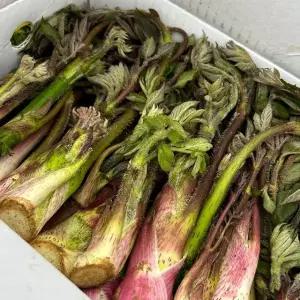 남해 해풍맞은 땅두릅 400g 제철 봄 나물 건강식 DO