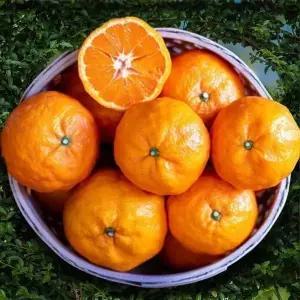 [햇살맞춤]산지직송 제주 못난이 카라향 10kg 사이즈랜덤 귤로향 제주연가