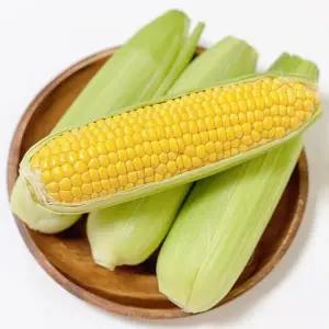 애플 초당옥수수 특품 10개입