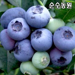 블루베리나무 묘목, 듀크 삽목3년 포트/유실수/과실수