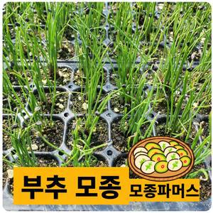 (모종파머스) 부추모종 40포기 텃밭 쌈채소기르기