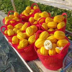 성주참외/고당도 성주 꿀 참외/가정용10kg(대과)