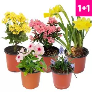 1+1 교차선택가능 봄꽃화분 꽃 모종 화분 균일가 골라담기 생화택배