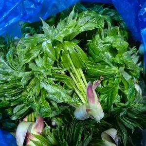 첩첩산중 강원도 정선 엄나무순 개두릅 2kg 제철 산나물