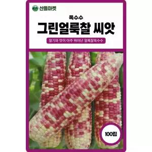 그린얼룩찰 옥수수 씨앗 100립 찰기가 좋은 얼룩 옥수수씨 종자