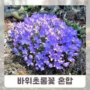 (씨앗나라) 바위초롱꽃 혼합 씨앗 25립
