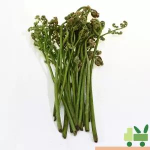 생고사리 2kg