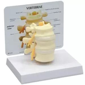 -GPI Anatomicals 인체모형 3마디 요추모형 G150