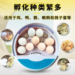 부화기 병아리 오리 온도 드된폼워터시트개 업그 대형 부화 여왕벌