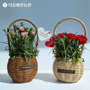카네이션 생화 화분 꽃바구니 20~30송이 5월 어버이날 스승의날 꽃선물 둥근라탄바구니