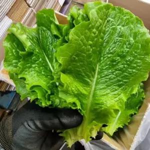 로메인청상추2kg