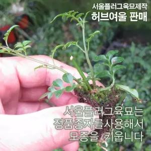 (재스민 쟈스민) 5개 (서울육묘생산 정품모종) 모종 학자스민