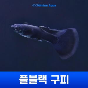 풀 블랙 구피 5+1 마리
