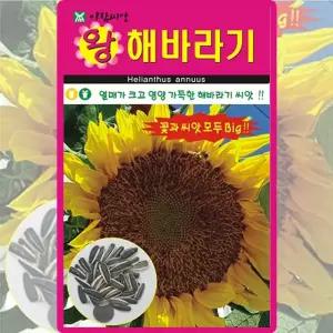 아람종묘 왕해바라기 씨앗 10립 왕 해바라기 꽃씨 야생화 종자