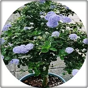 캘리포니아라일락 /서어노서스/Ceanothus/묘목/포인트식물/화분묘/특색식물/플랜테리어