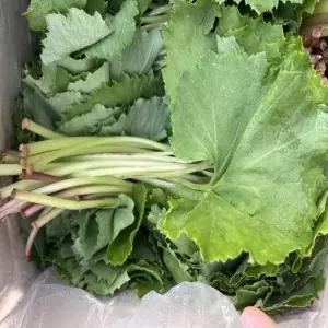 국산 머위잎 1kg 산나물