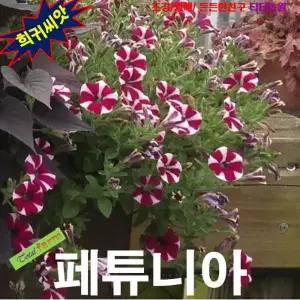 (희귀씨앗) 페튜니아 바이칼라 10립