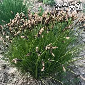 감둥사초 모종 4치포트 10개/그라스/사초류/다년초/포인트조경