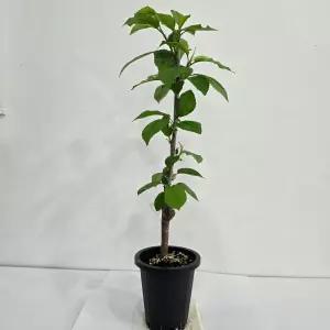 체리나무 라핀 화분묘 왜성(다렌) 접목1년생