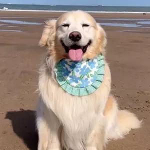 반려동물 턱받이 스카프 비숑 골든 리트리버 강아지 고양이