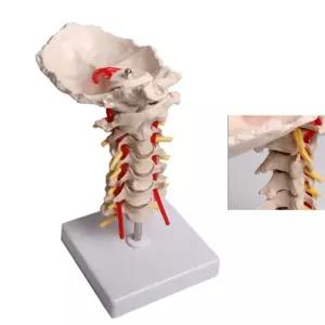 의사 간호사 실습용서비칼 의료교구 경추모형 의대 보건교육교구 학습소품 뼈 CervicalModel