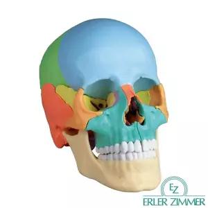 [종로의료기]ERLER ZIMMER 독일 해부모형 A45 실제사이즈 22분리 두개골모형 자석탈부착