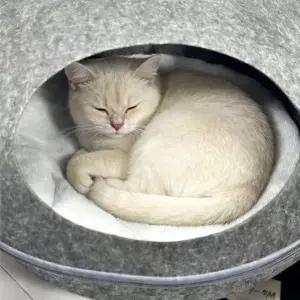고양이 발바닥형 숨숨집 돔형 은신 하우스 은신처 지퍼분리형 반폐쇄 휴식집 집 실내용
