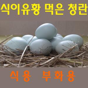 강원고성 자연방사 청란 (40알-30알) 유정란 부화용 청계알 병아리 부화란 산란용 (난각1번)