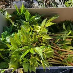 [더조은푸드] 강원도 정선 해발 1000m에서 자란 눈개승마 산나물 500g/1kg