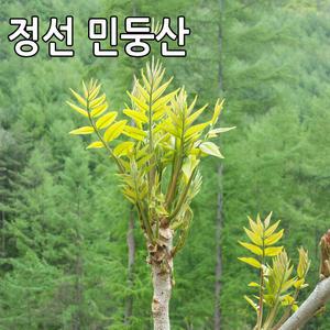 강원도 정선 옻나무순 참 옻순 1kg 민둥산 산나물