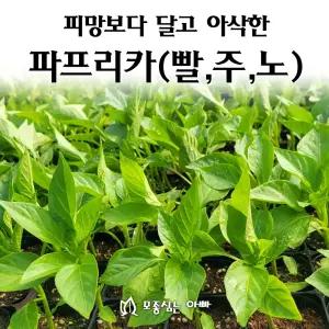 [모종심는아빠] 피망보다 달고 아삭한 파프리카모종 빨강 주황 노랑