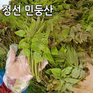 강원도 정선 옻나무순 참 옻순 2kg 민둥산 산나물