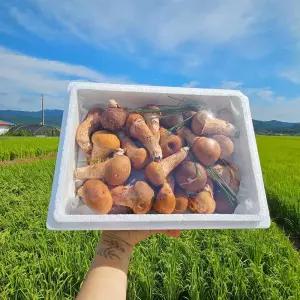 무농약 참송이버섯 선물포장가방 1kg 당일수확 선물용보자기