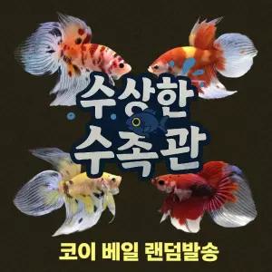 [수상한수족관] [하프문베타 ] 베일 수컷 베타 / 1마리 / 랜덤발송