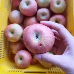 가정용 경북 부사사과 4kg내외 (22-25과/흠과)