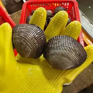 남해안 피조개 피꼬막 5kg(85미 내외)