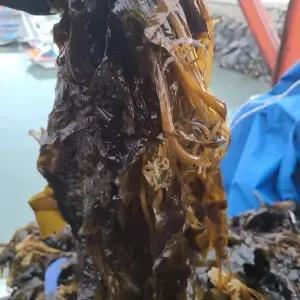 산지직송 완도산 물미역 생미역 4kg