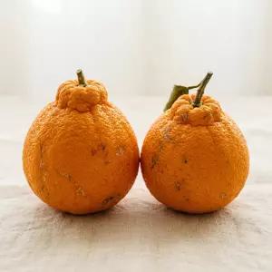 노지 가정용 한라봉 혼합과 10kg