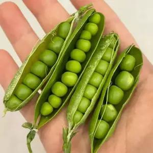국내산 껍질 완두콩 신선한 제철 완두콩 생완두 1kg