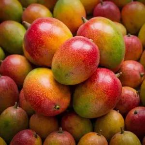 [열매언니]제주 미니 애플망고 가정용 1kg