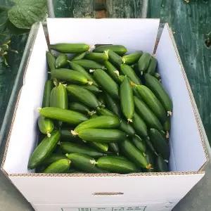 [최종6,960원] 국내산 칠곡 지천 미니 오이 1kg (특품) 스낵오이