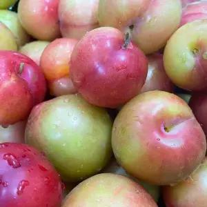 [하프클럽/오티마트]노지 와촌 자두 1.5kg 대과 (15-25과)