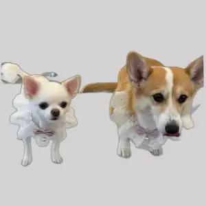 강아지 레이스 스카프 케이프 핑크 S