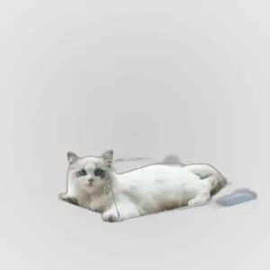 고양이 창문 해먹 흡착식 캣타워 선반 실내용 소형