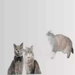 고양이 포획망 길고양 유기묘 안전구조 NTR 포획틀 트랩 고양이덫 포획망 인도적 통덫 구조망