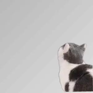 고양이 스크래쳐 벽지 보호 시트 카페트 부착식 x 2M) (40cm