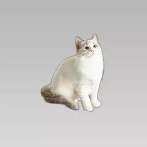 고양이 스크래쳐 고양이 장난감 침대 웨이브형 일자형