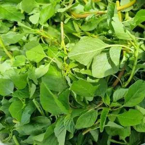 [오늘의채소] 국내산 생 비름 500g 내외 x 2개 비름나물